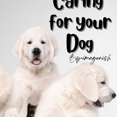 Caring For Your Dog