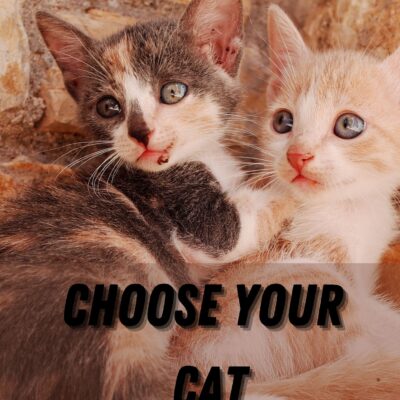 Choose Your Cat