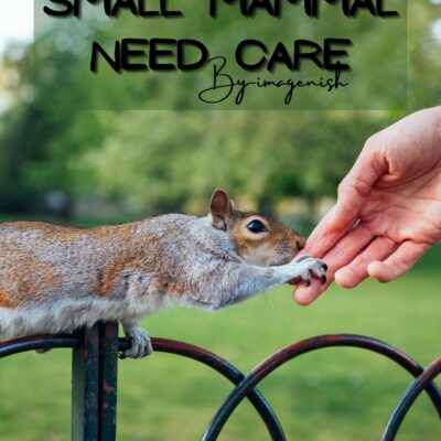 Small Mammal Need Care