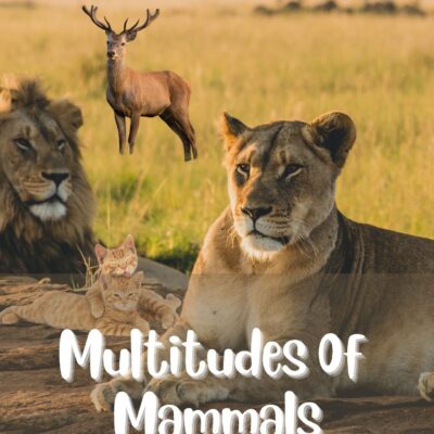 Multitudes Of Mammals