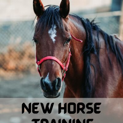 New Horse Training