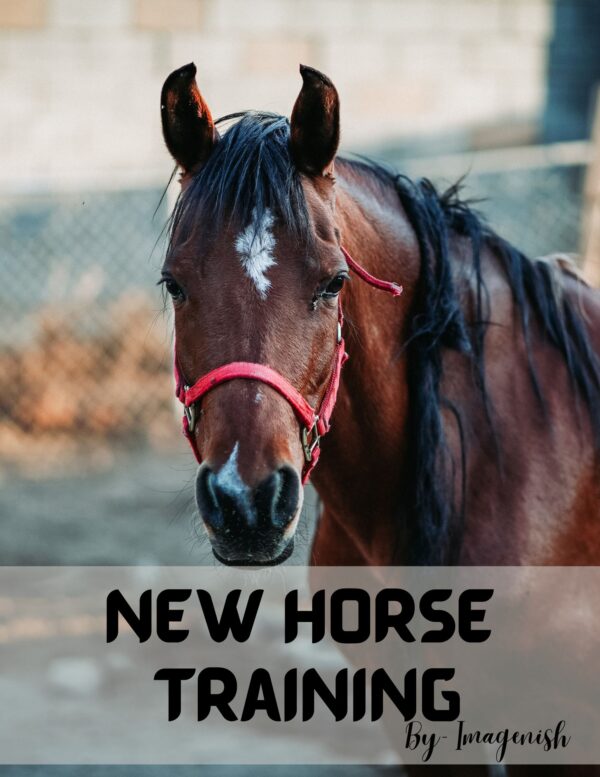 New Horse Training