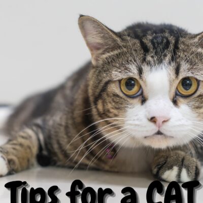 Tips for a CAT