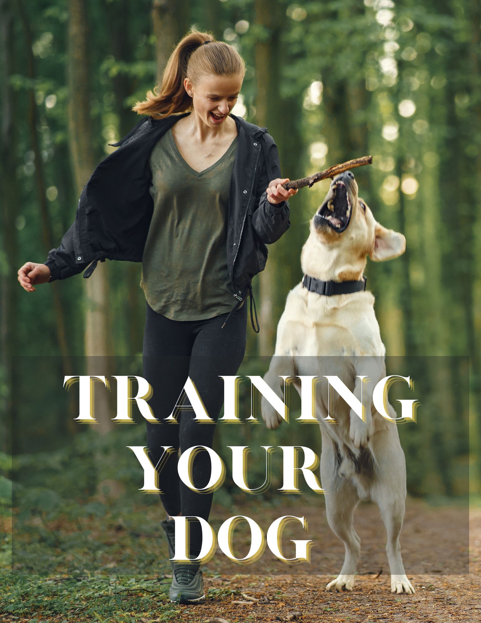Training Your Dog - Imagenish
