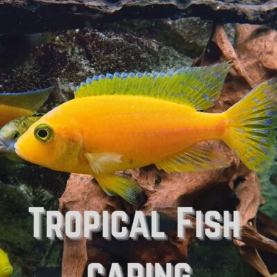 Tropical Fish Caring