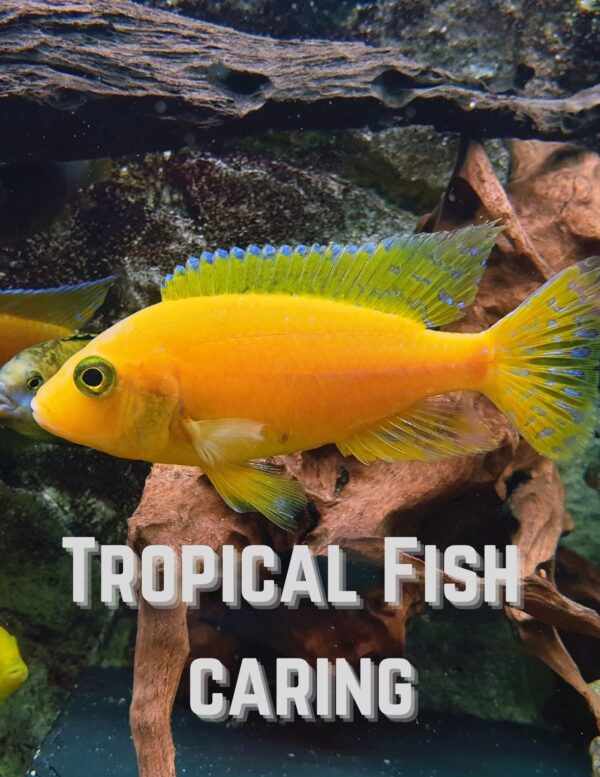 Tropical Fish Caring