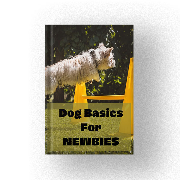 Dog Basics for NEWBIES