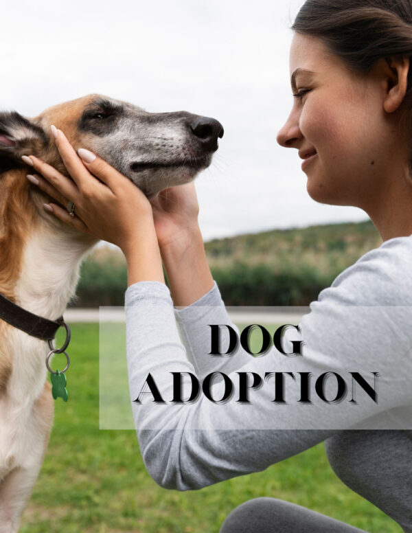 Dog Adoption