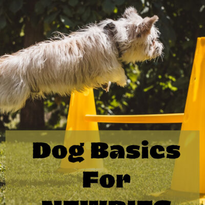 Dog Basics for NEWBIES