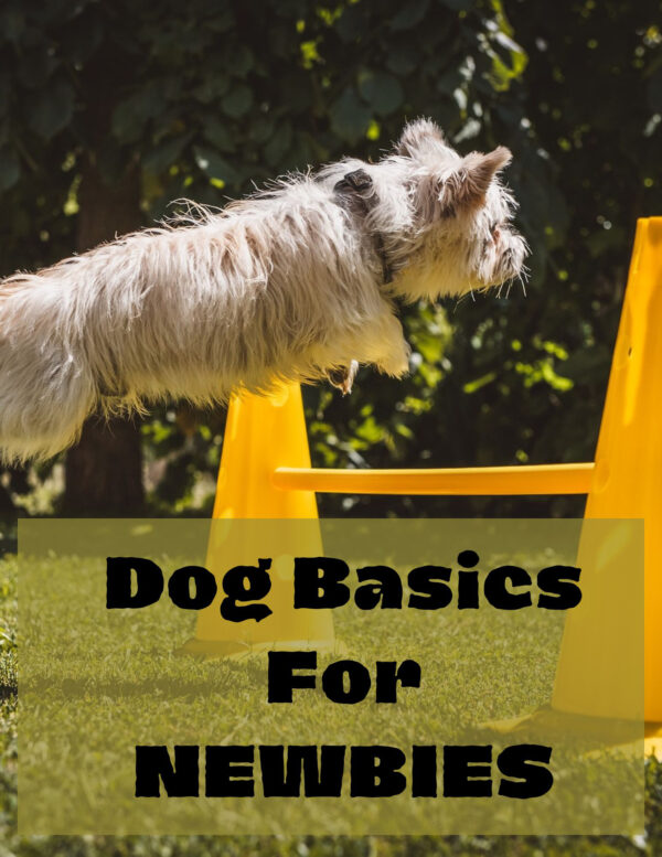 Dog Basics for NEWBIES