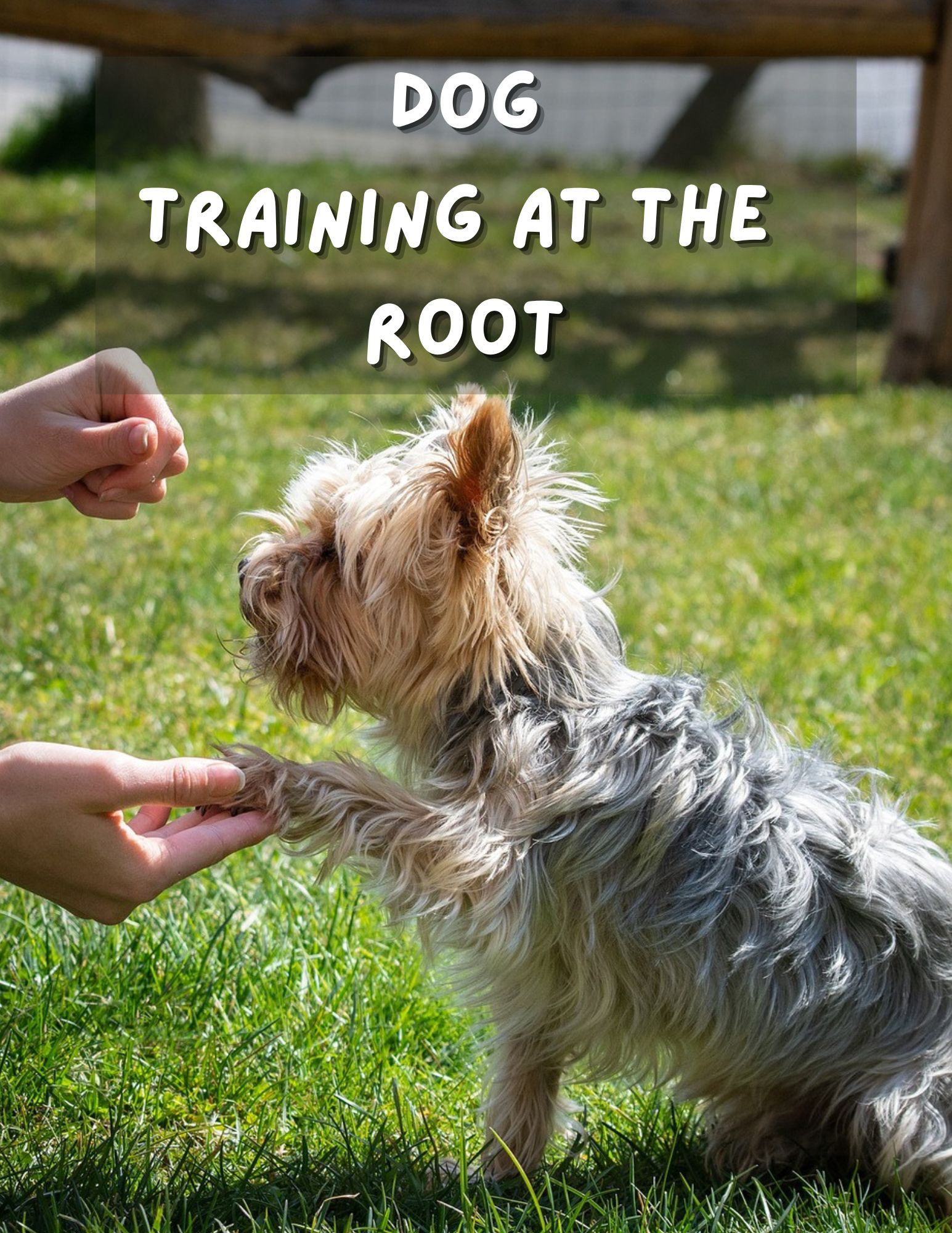 Dog Training at the Root - Imagenish