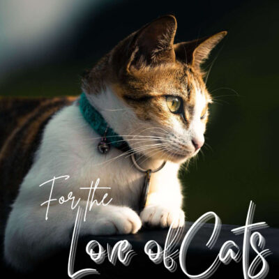 For the love of cats