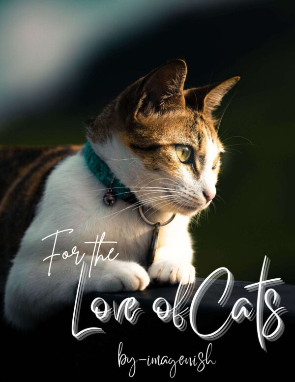 For the love of cats