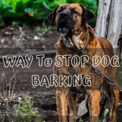 WAY To STOP DOG BARKING