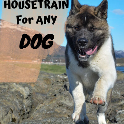 HOUSETRAIN For ANY DOG