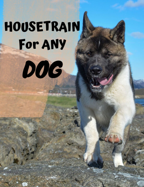 HOUSETRAIN For ANY DOG