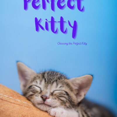 Perfect Kitty